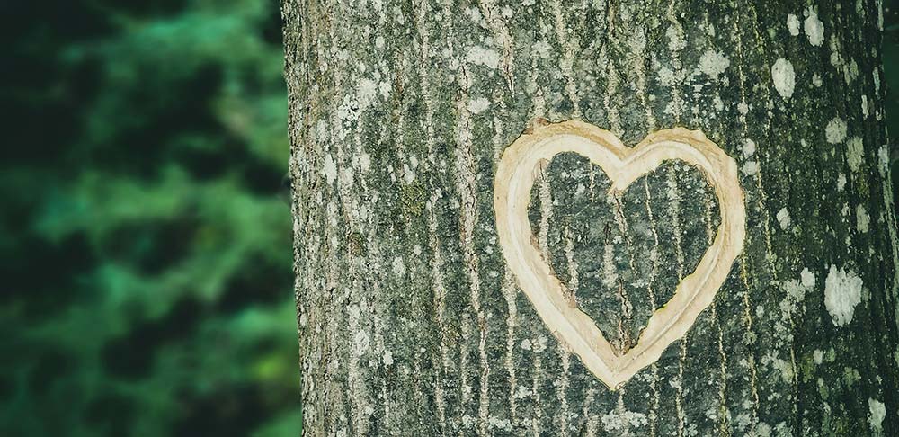 Heart on Tree Trunk