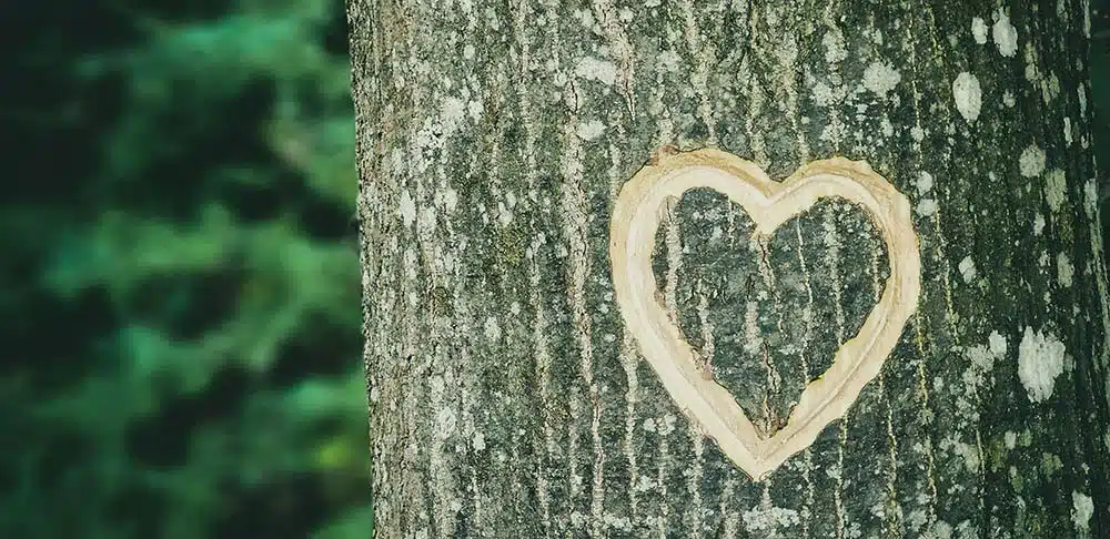 Heart on Tree Trunk