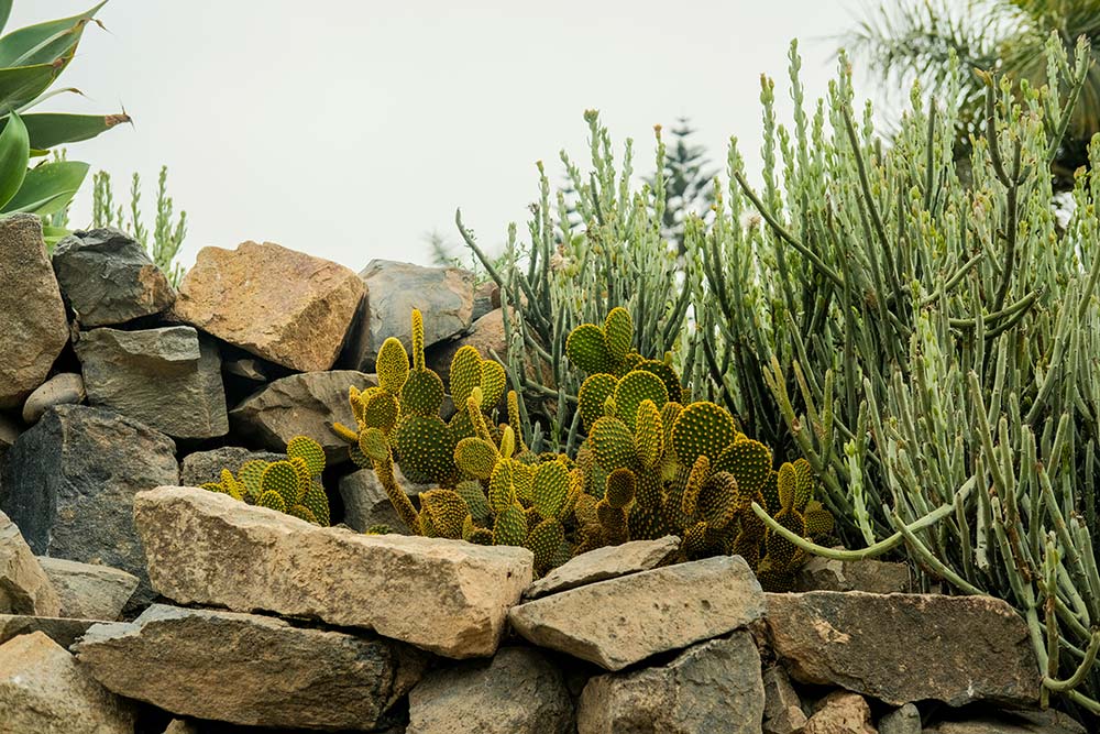 cacti and succulents growing behind a stone wall